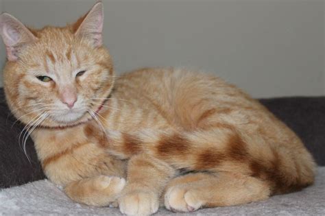 “JEREMY THE CAT”! (BEADLE COUNTY HUMANE SOCIETY IN HURON) - Mitchell Now