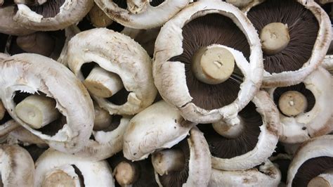 12 of the Best Edible Mushrooms that You can Grow at Home - Garden and ...