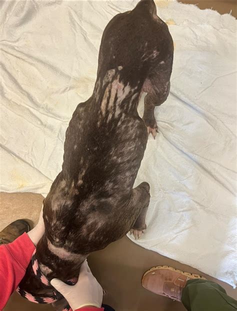 main line animal rescue pa 4