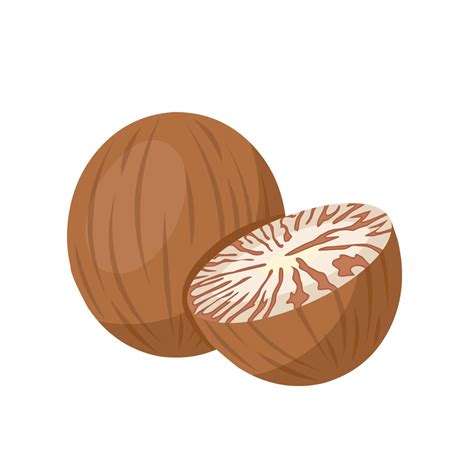 vector illustration dried betel nut    areca nut