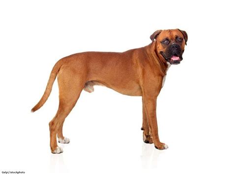 Informasi Ras Anjing Boxer » AnjingPedia
