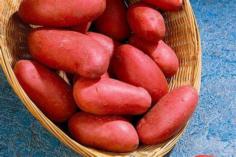 Картофель Родриго