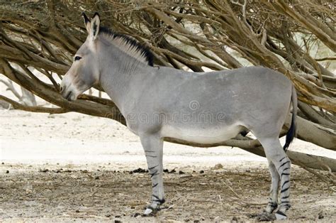 Adult African Wild (Equus Africanus) Stock Image - Image of arava, area ...