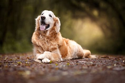Potty Training an Older Dog | Healthy Paws Pet Insurance