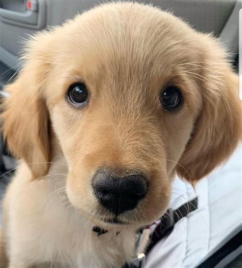 Somebody needs a boop : aww