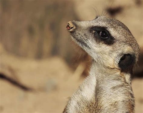 picture mongoose cute nature wild desert wildlife fur