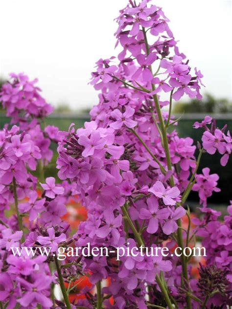 Picture and description of Hesperis matronalis
