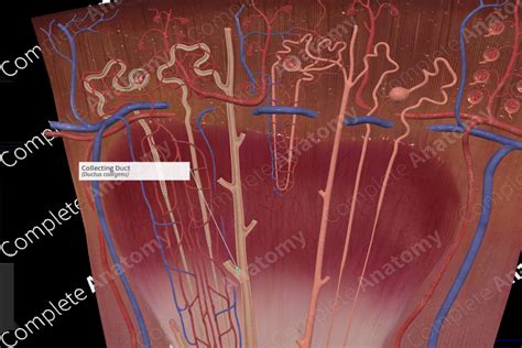 Collecting Duct | Complete Anatomy