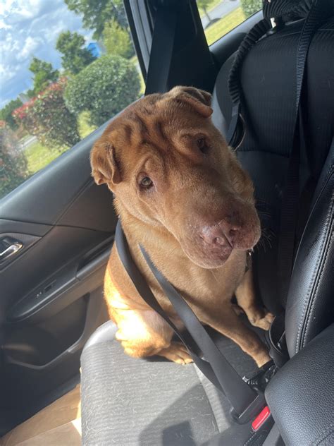Dog Throwing Up Bile In Heat at Nina Roberts blog