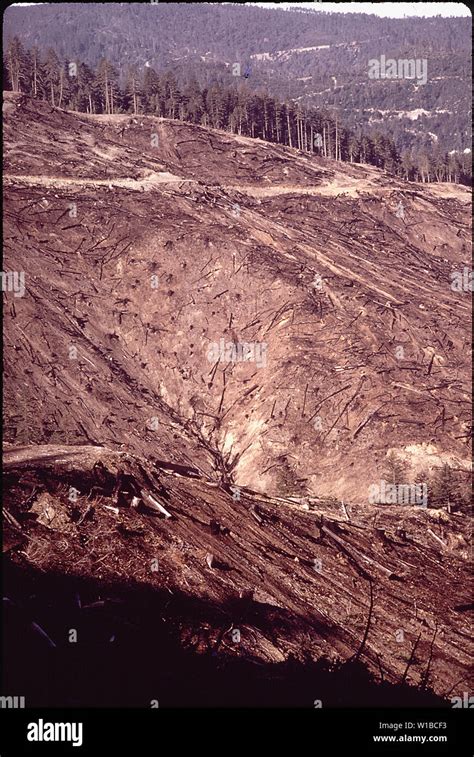 clear cutting history  res stock photography  images alamy