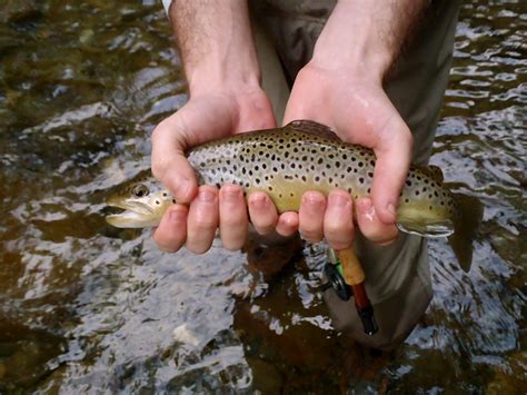 Fly Fishing in Gatlinburg Tennessee | Hookers Fly Shop and Guide
