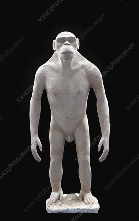 Orrorin tugenensis male - Stock Image - E437/0073 - Science Photo Library