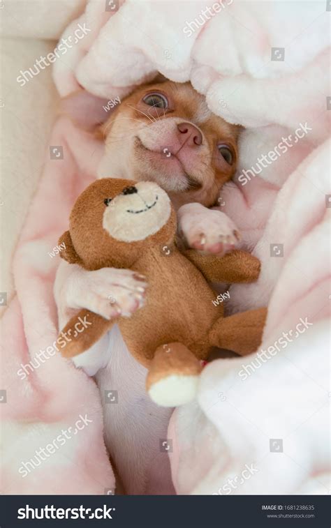 Chihuahua Puppy Hugging Teddy Bear Toy Stock Photo 1681238635 ...