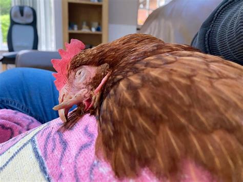 Hen With Crossed Beak Now Lives Peacefully With Other Rescues