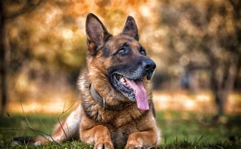 Native Azerbaijan dog breeds | All dogs of Azerbaijan | Dog breeds ...