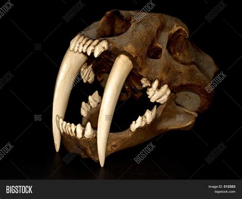 Saber Tooth Tiger Image & Photo (Free Trial) | Bigstock