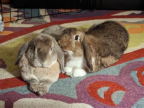 Rabbits Cams Sex Live