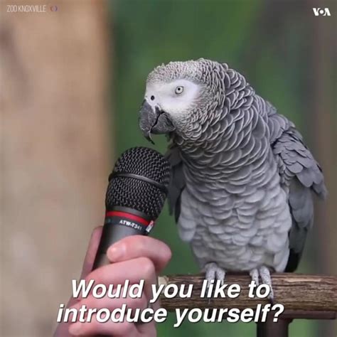 Talking parrot - One News Page VIDEO