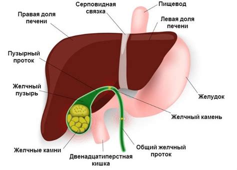 Печень: строение, функции, лечение и профилактика болезней