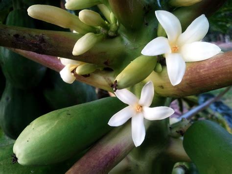 Flor De Mamão Fêmea