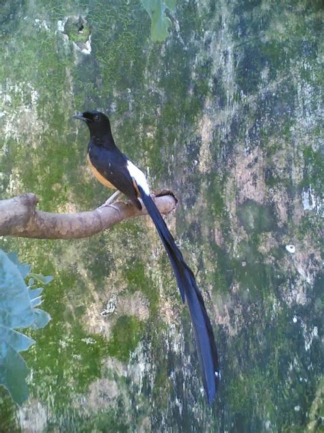 BIRD MURAI BATU (Copychus malabaricus) ~ ANIMAL PETS