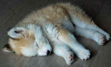 Cute Dogs|Pets: Golden Retriever and Husky Mix Puppies