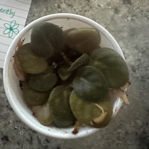 Rob's Pewter Bells Mini African Violet - Etsy