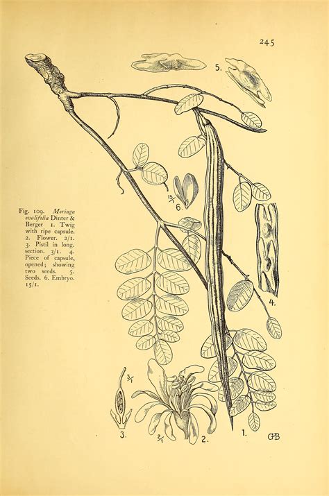 The Phantom Tree
