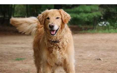 guide  golden retriever managing energy hyperactivity howtoanimal