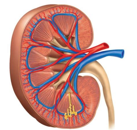 blood flow in kidney Diagram | Quizlet