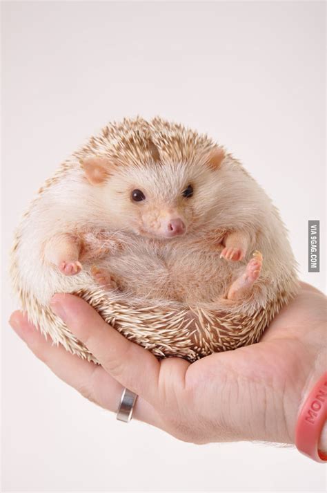 Fat Hedgehog - 9GAG