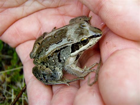 Back from the frozen edge. Wood frogs at Nanuk.