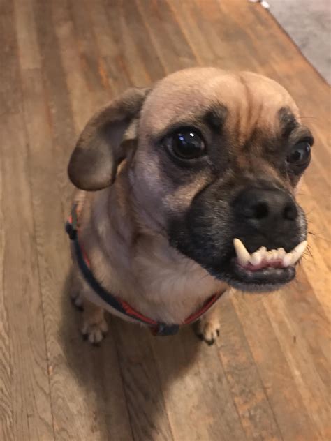 704 best r/puggle images on Pholder | Sadie lady :)