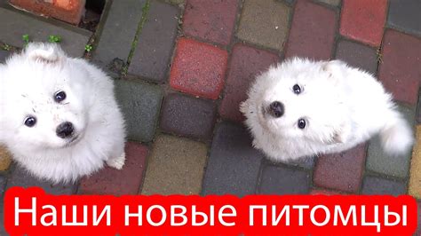 Наши новые питомцы - YouTube
