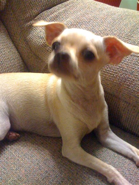 Should you Prepare your Chihuahua’s meals from Scratch? – All My Chihuahuas