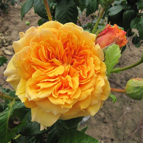 Leah Tutu rose | Yellow Shrub rose | Garden Roses