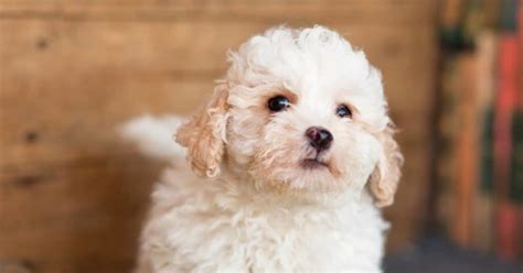 Are Poodle Mixes Hypoallergenic