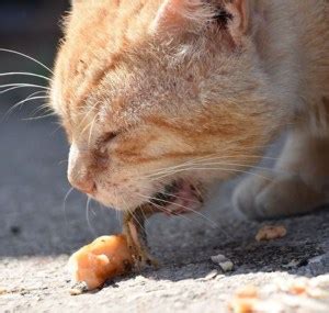 Cat Regurgitation vs Vomiting: Symptoms, Causes, How to Treat?