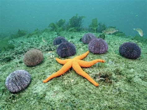 Swanda's Fabulous Blog: I Wish I Was An Echinoderm.