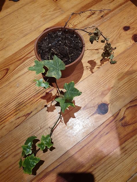 Why is my ivy dying and how can I save it? : r/plantclinic