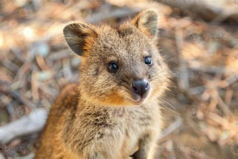 adorable quokka smiling  natural habitat  stock photo  vecteezy
