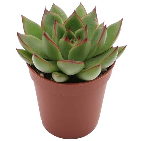 Суккулент Эхеверия Сагита - купить по низкой цене | EnjoyPlants 🌷 ⭐⭐⭐⭐⭐