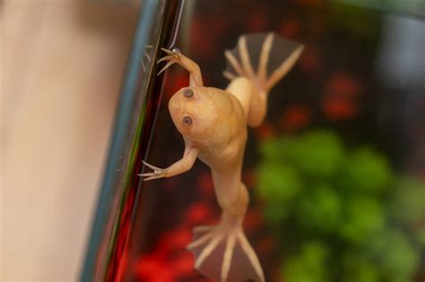 Basic Care: African Dwarf Frog | Arizona Exotics | -Frogs Resources