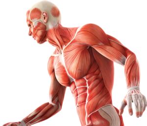 Anatomy Png Free Image with Transparent Background Free to Download and Use