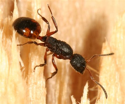 Ant Farm Fascinations - Ant Farms Are Now Even More Amazing - Find Out ...