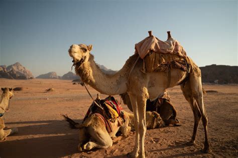 araber  stock adobe stock