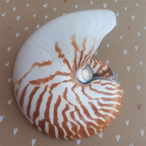 Large Nautilus Shell - Etsy