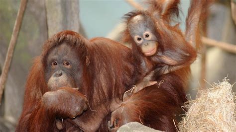 Brookfield Zoo Animals