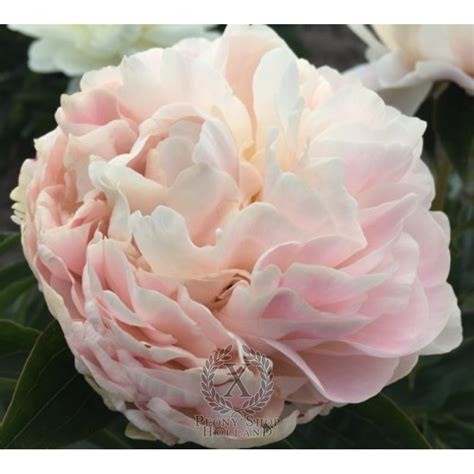 Cumpărați Пион Victorian Blush la 427 MDL de la producător