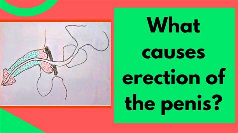 What Causes An Erection